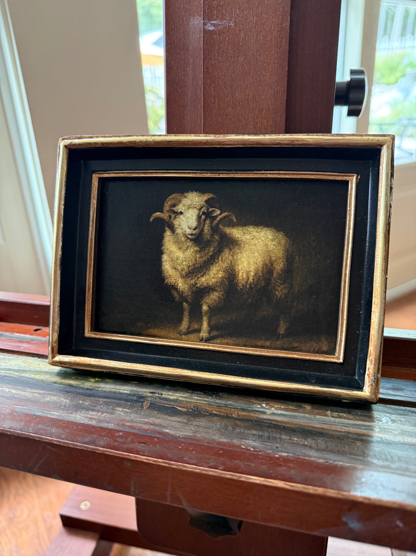 Big Head Sheep